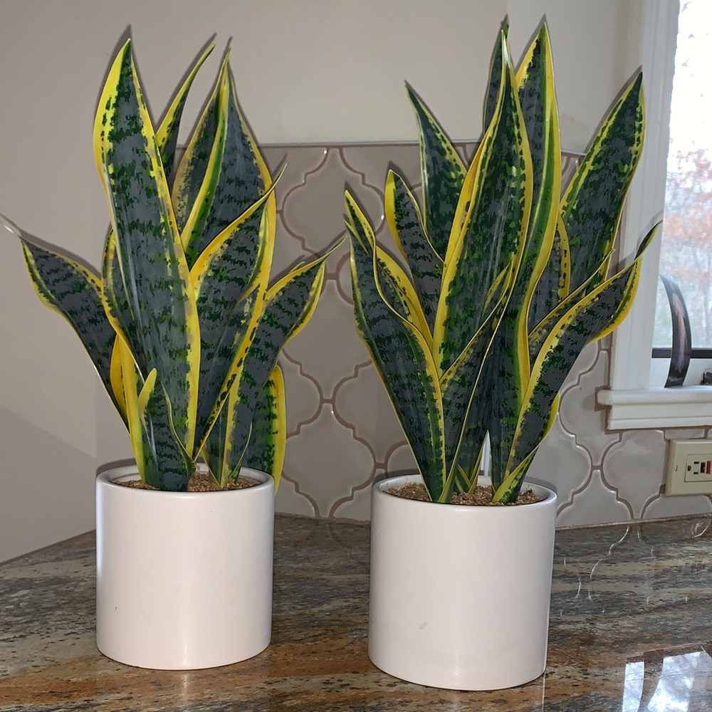 Artificial Sansevieria Snake Plant in White Ceramic Pot - Green & Yellow - Picture 3 of 4